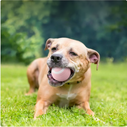 Chien heureux avec la balle rose interactive